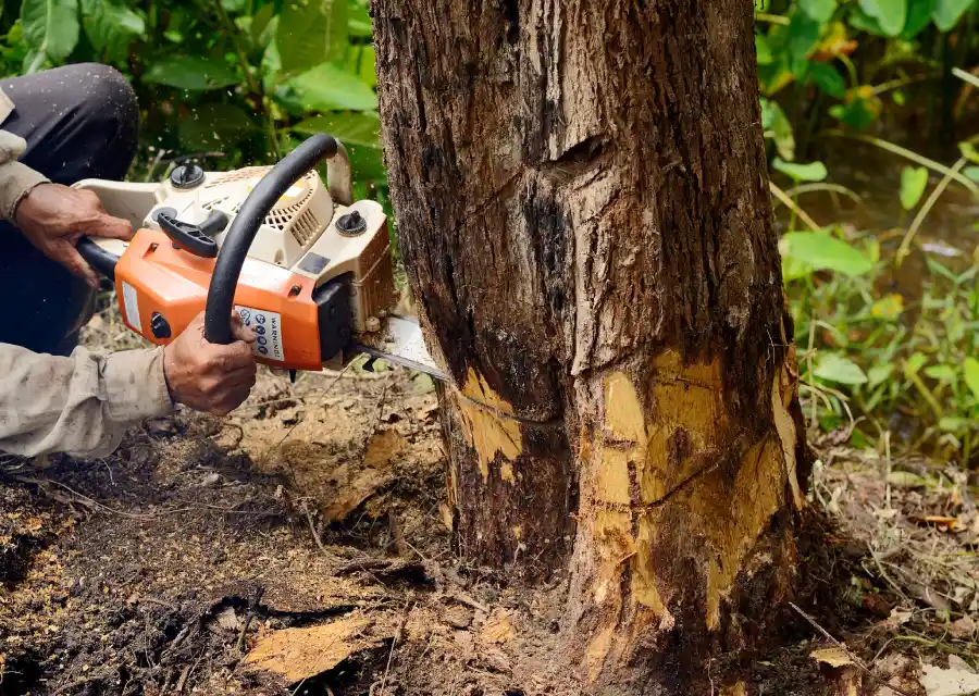 Emergency Tree Service