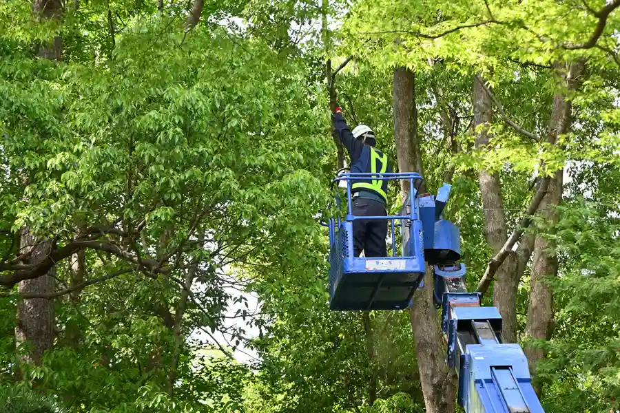 Expert Emergency Tree Service Fairbanks, AK Expert Emergency Tree Service Fairbanks, AK
