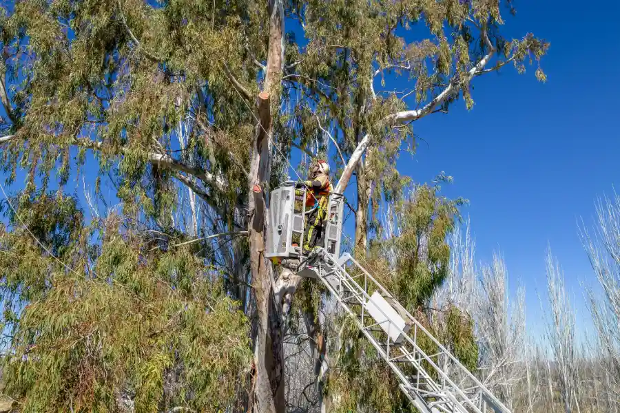 How Emergency Tree Service Prevents Property Damage Fairbanks, AK How Emergency Tree Service Prevents Property Damage Fairbanks, AK