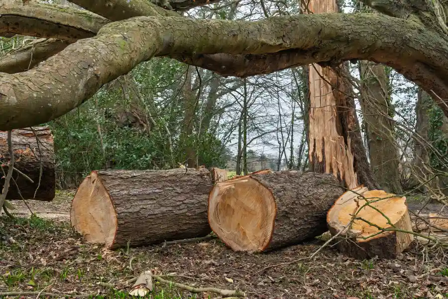 Land Clearing