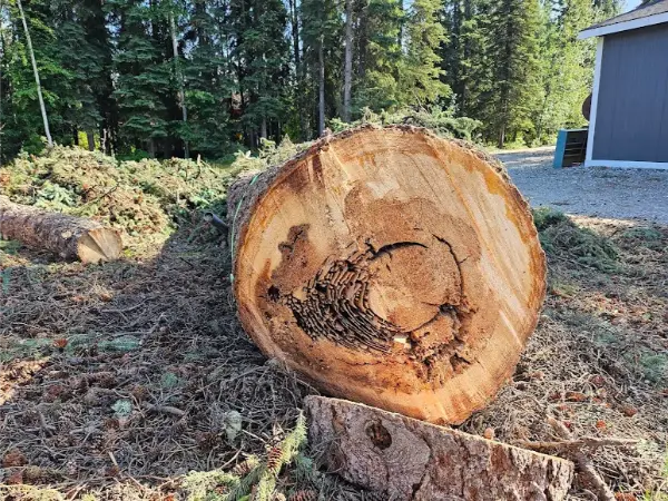 Outstanding Tree Service