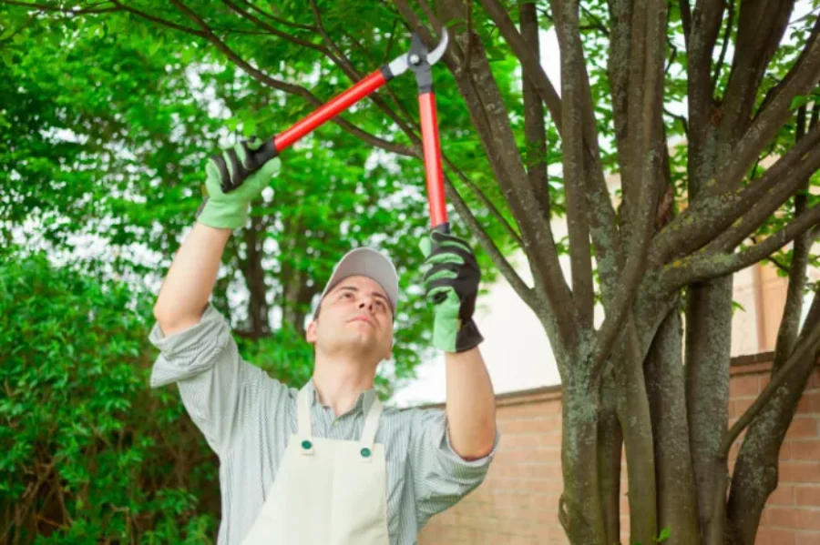 Professional Tree Trimming in Fairbanks, AK
