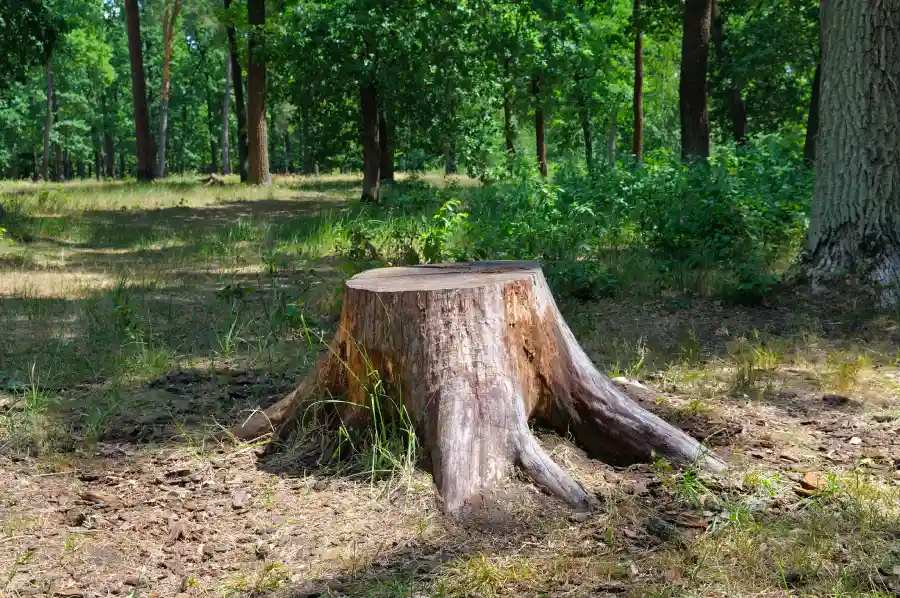 Stump Grinding