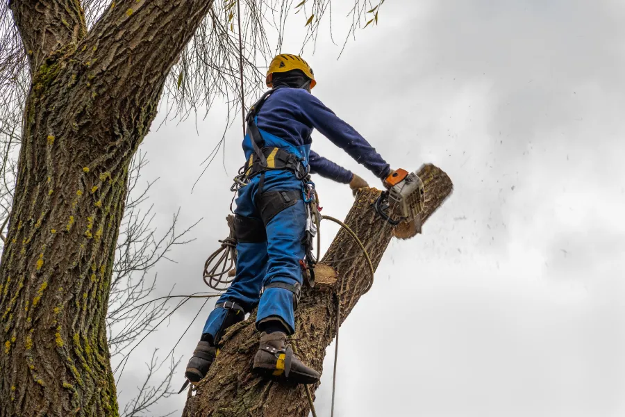 Tree Cutting