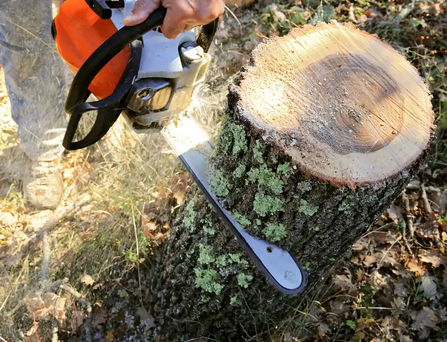 Why Tree Cutting Should Be Left To The Experts in Fairbanks, AK Why Tree Cutting Should Be Left To The Experts in Fairbanks, AK